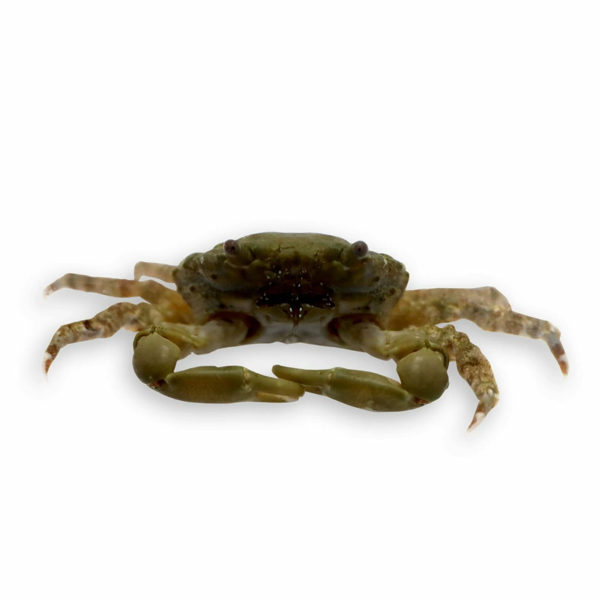 Emerald Crab – Consumes Bubble Algae