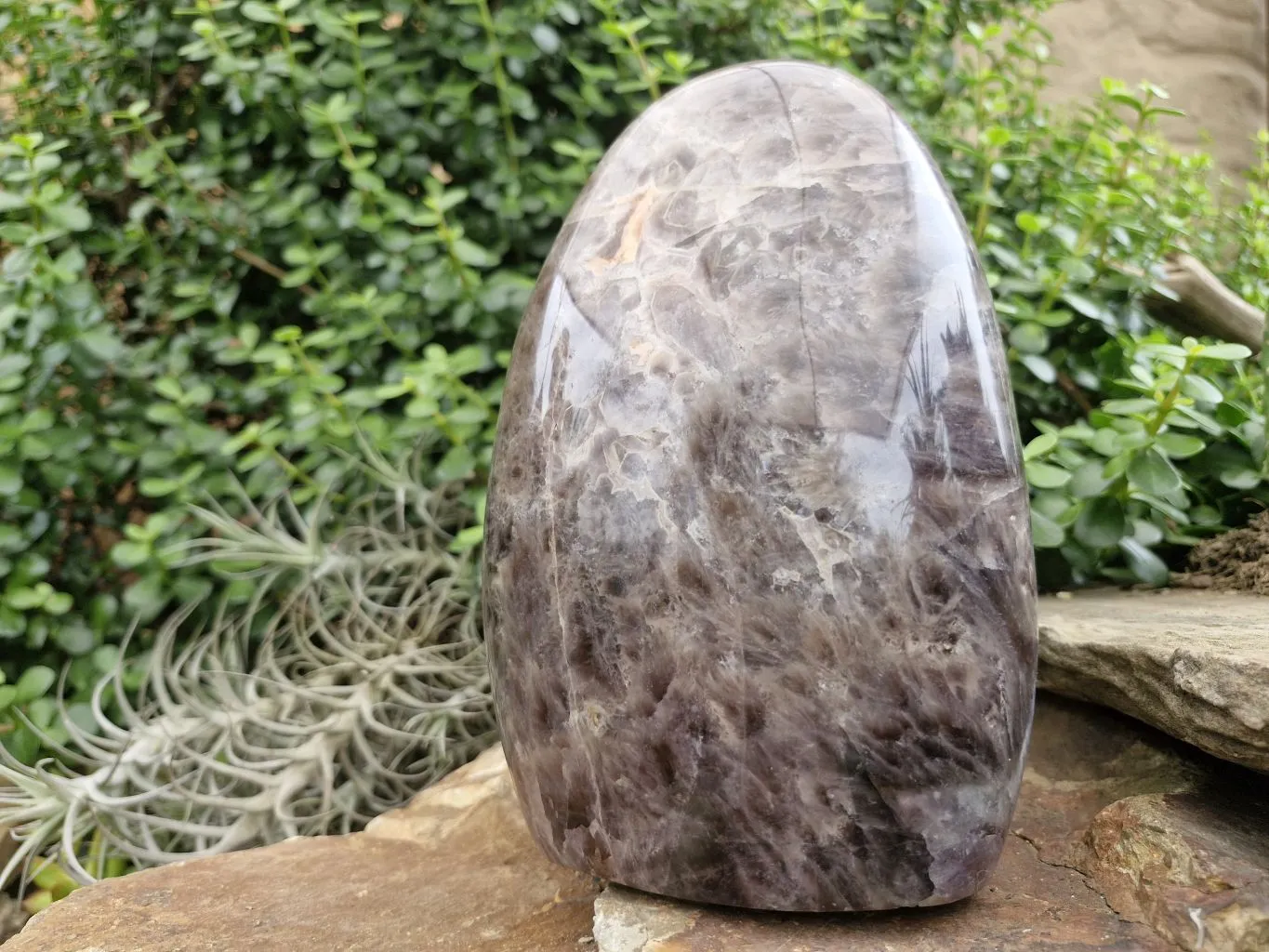 Polished Smokey Dream Amethyst Standing Free Form x 1 From Madagascar